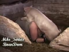 Incredible zoophilia porn video features curious fellow bent over and drilled by giant hog 